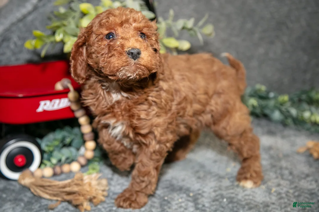 Miniature Poodle dogs for sale: Belle - Ad 3