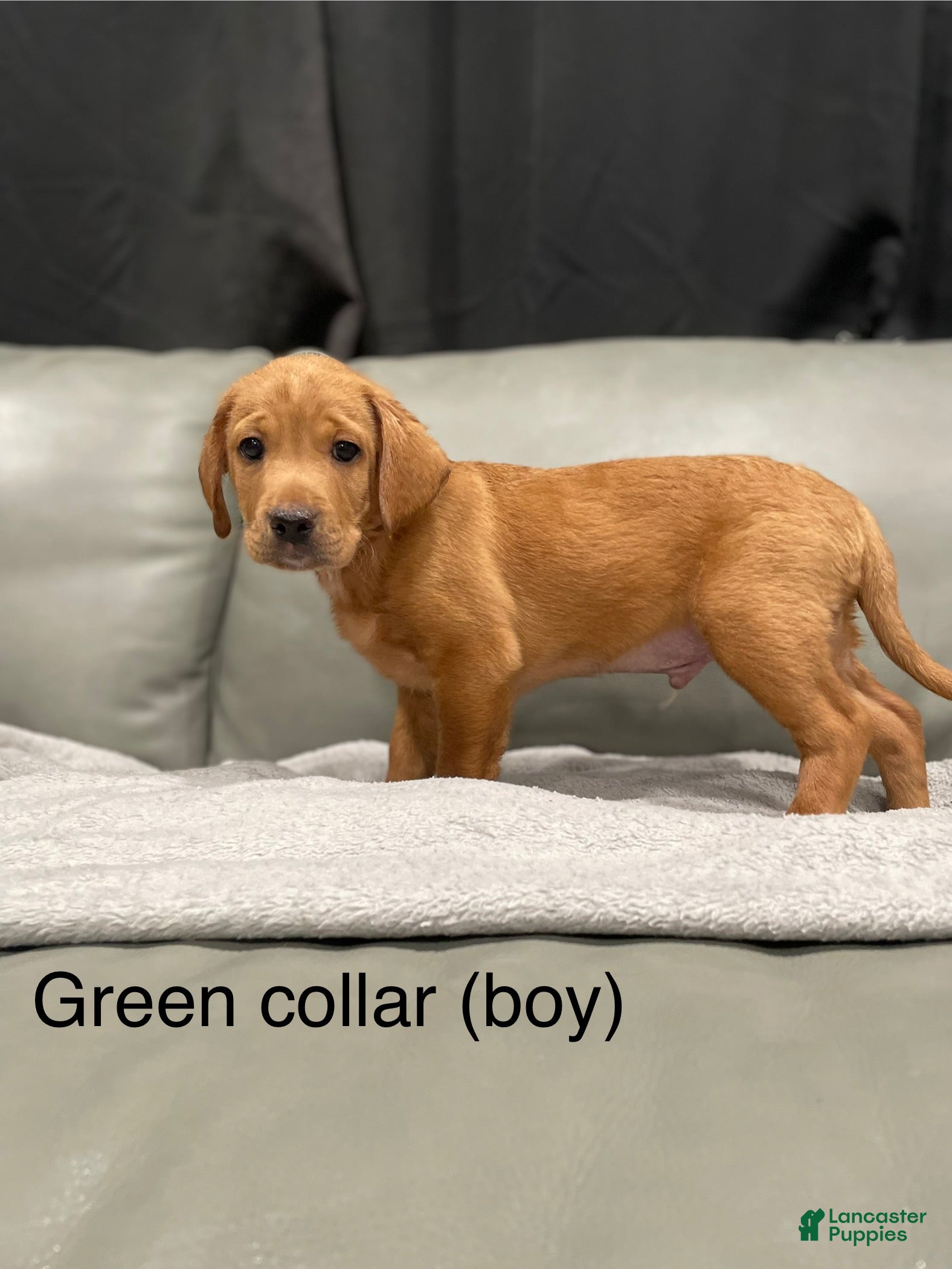 Mixed Breed dogs Mixed Breed Puppy 1 - Ad 18