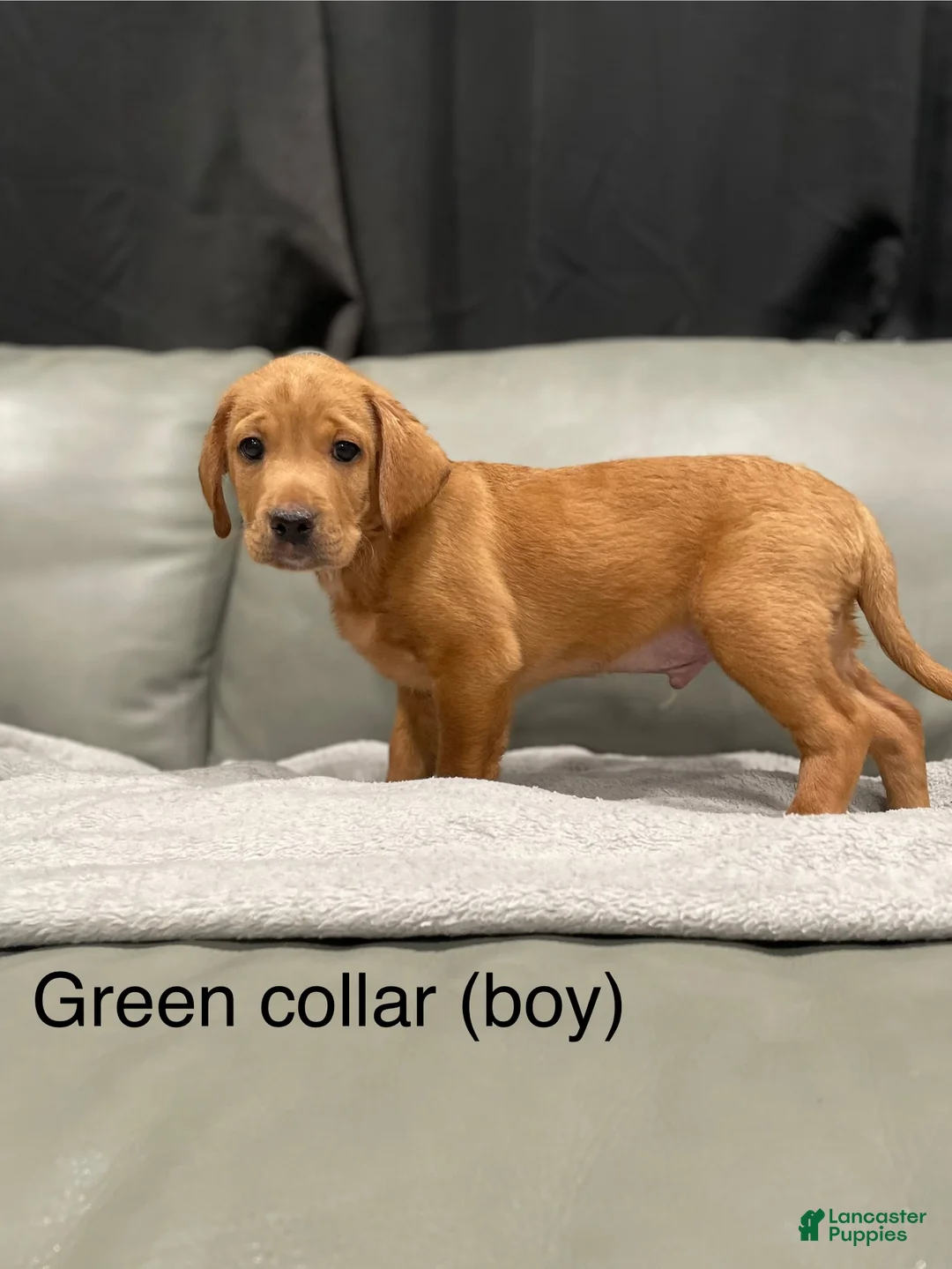 Mixed Breed dogs for sale: Mixed Breed Puppy 1 - Ad 1