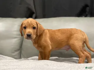 Mixed Breed dogs Mixed Breed Puppy 1 - Ad 18