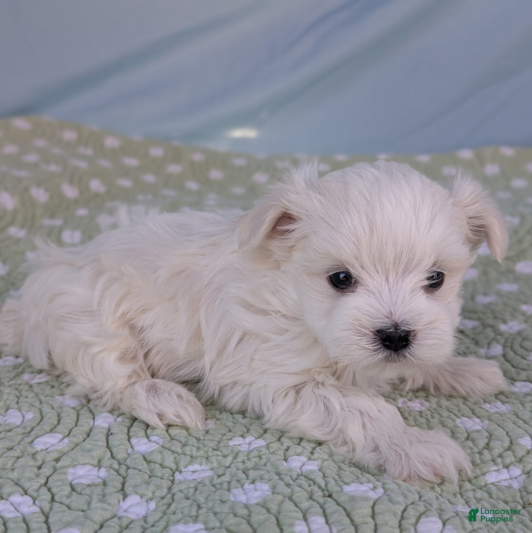 Maltese dogs for sale: Luna - Ad 3