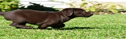 Labrador Retriever dogs for sale: Java - Ad 12