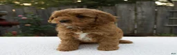 Cavapoo dogs for sale: Graham - Ad 5