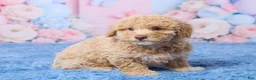 Aussiedoodle dogs for sale: Sally - Ad 3