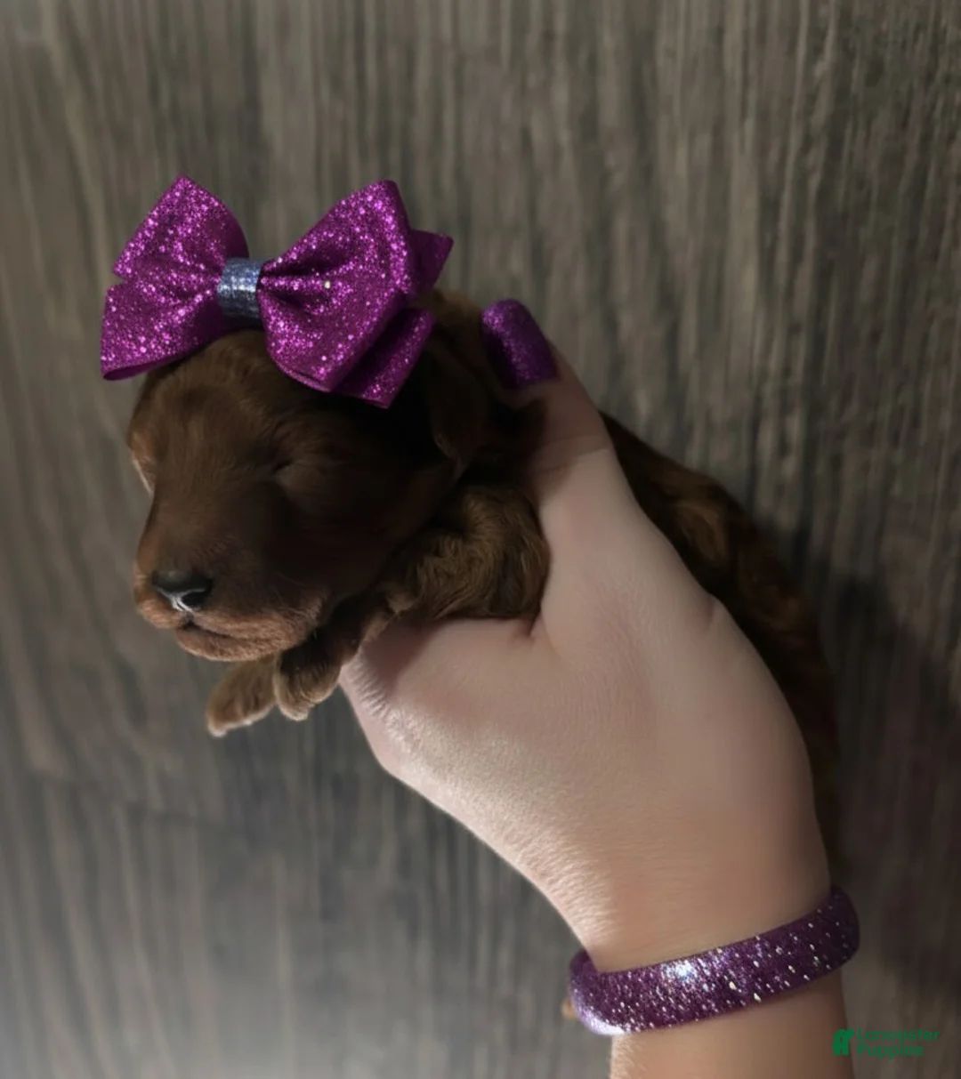 Toy Poodle dogs for sale: Cinnamon 💜 - Ad 2