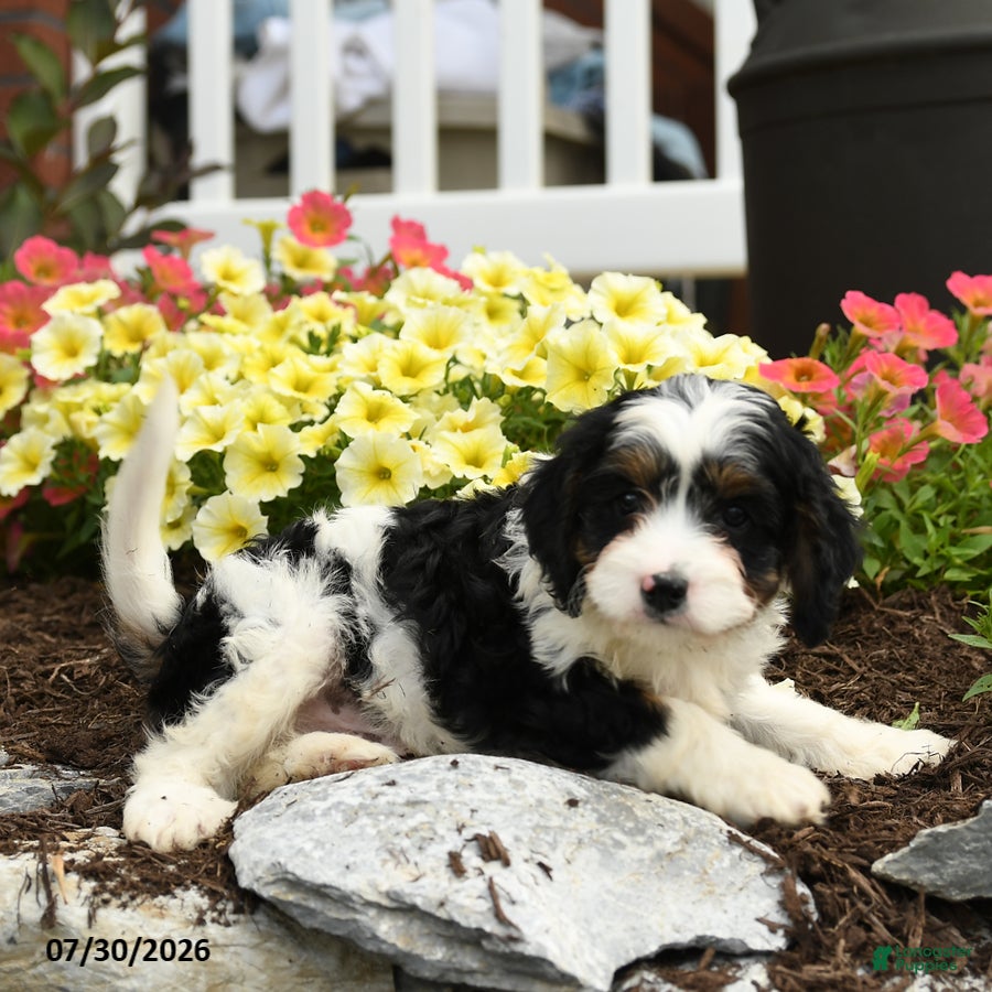 Cavapoo dogs Pilot - Ad 2