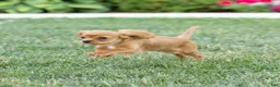 Cavalier King Charles Spaniel dogs for sale: Zephyr - Ad 4