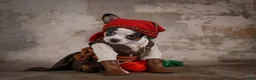 Chihuahua dogs for sale: Earl - Ad 1