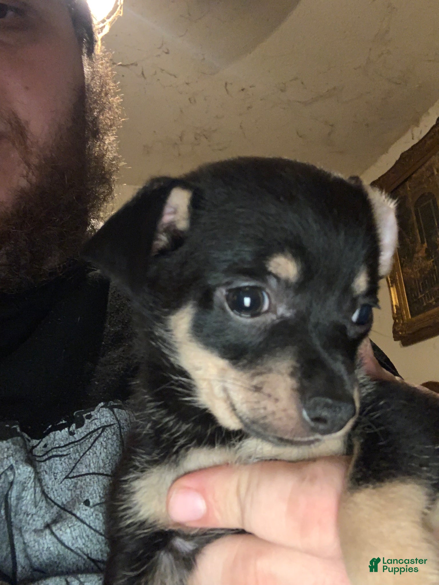Chiweenie dogs Chiweenie Puppy 5 - Ad 9