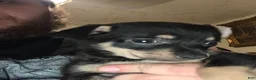 Chiweenie dogs for sale: Chiweenie Puppy 5 - Ad 1