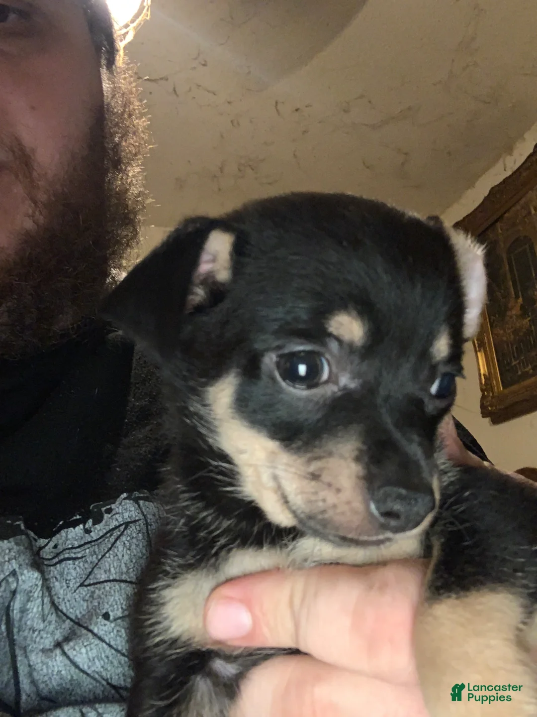 Chiweenie dogs for sale: Chiweenie Puppy 5 - Ad 1