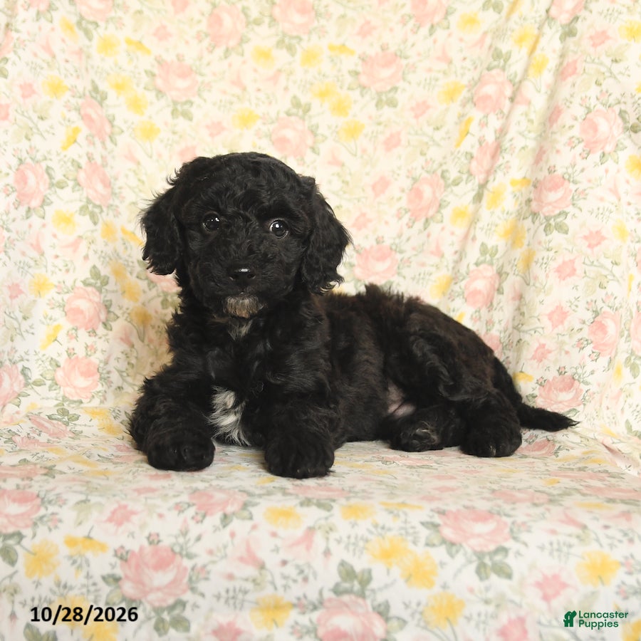 Mini Goldendoodle dogs for sale: Oliver - Ad 2