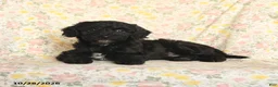 Mini Goldendoodle dogs for sale: Oliver - Ad 2