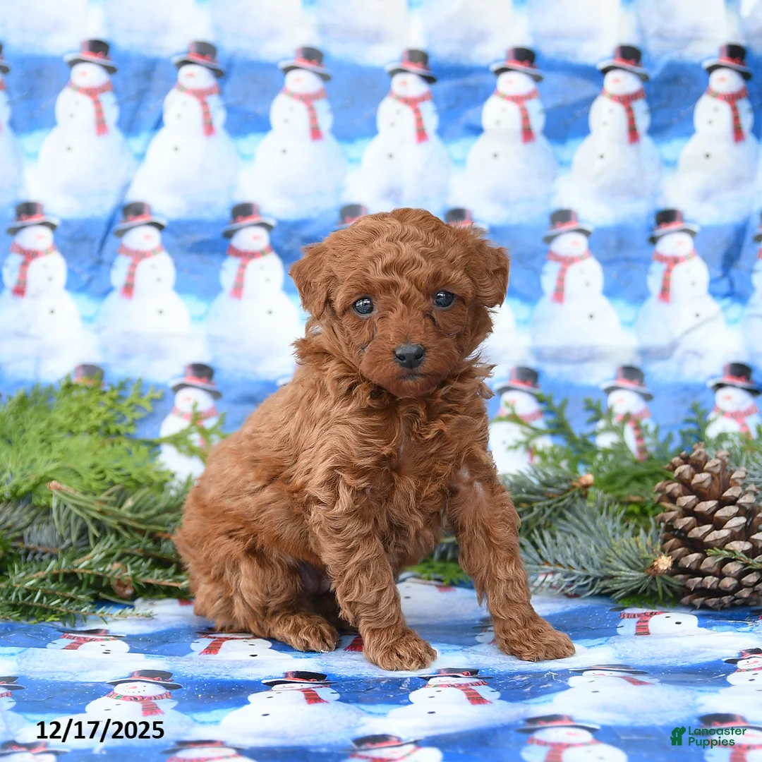Miniature Poodle dogs for sale: Lulu - Ad 1
