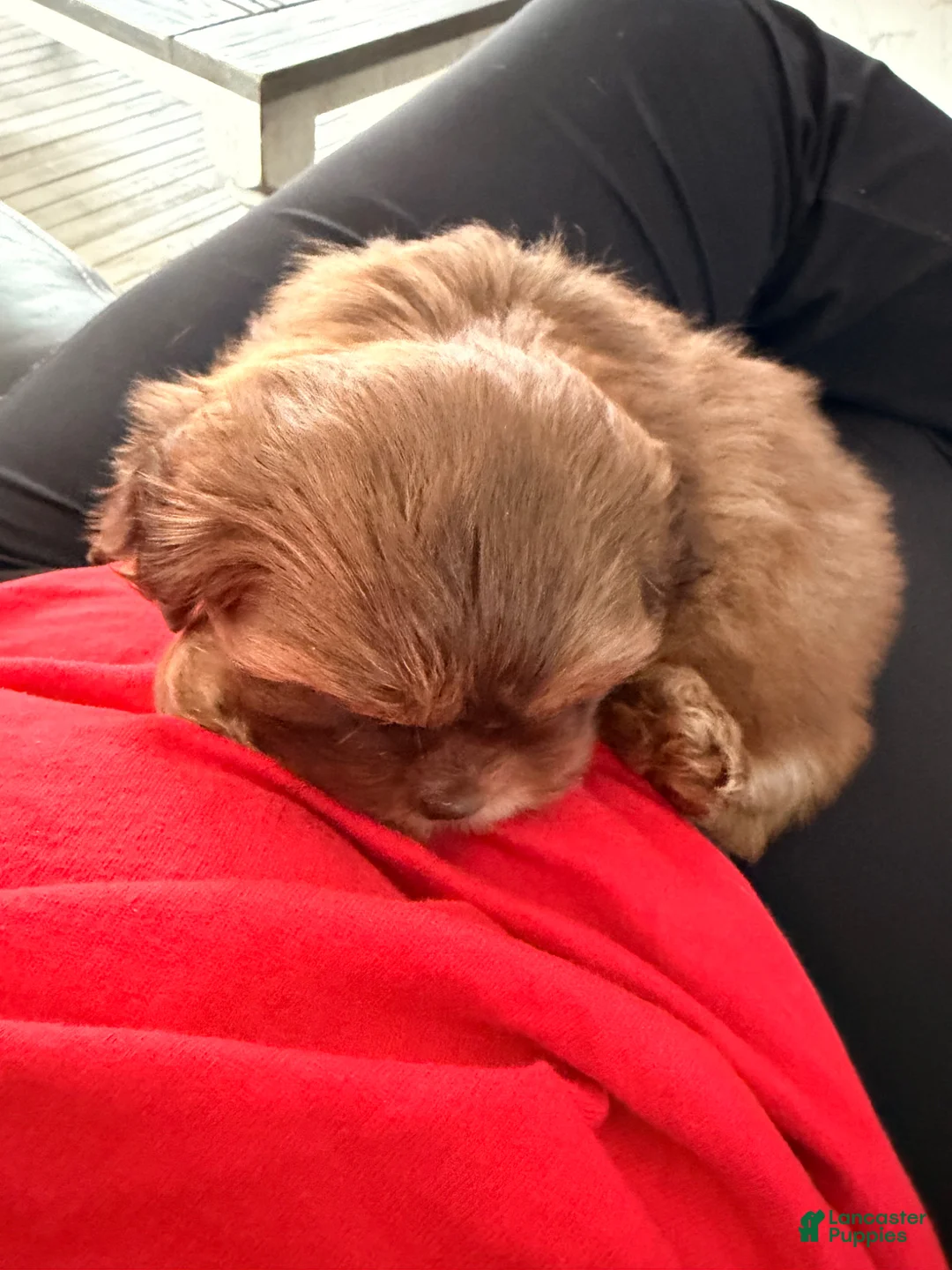 Teddy Bear dogs for sale: Teddy Bear Puppy 1 - Ad 5