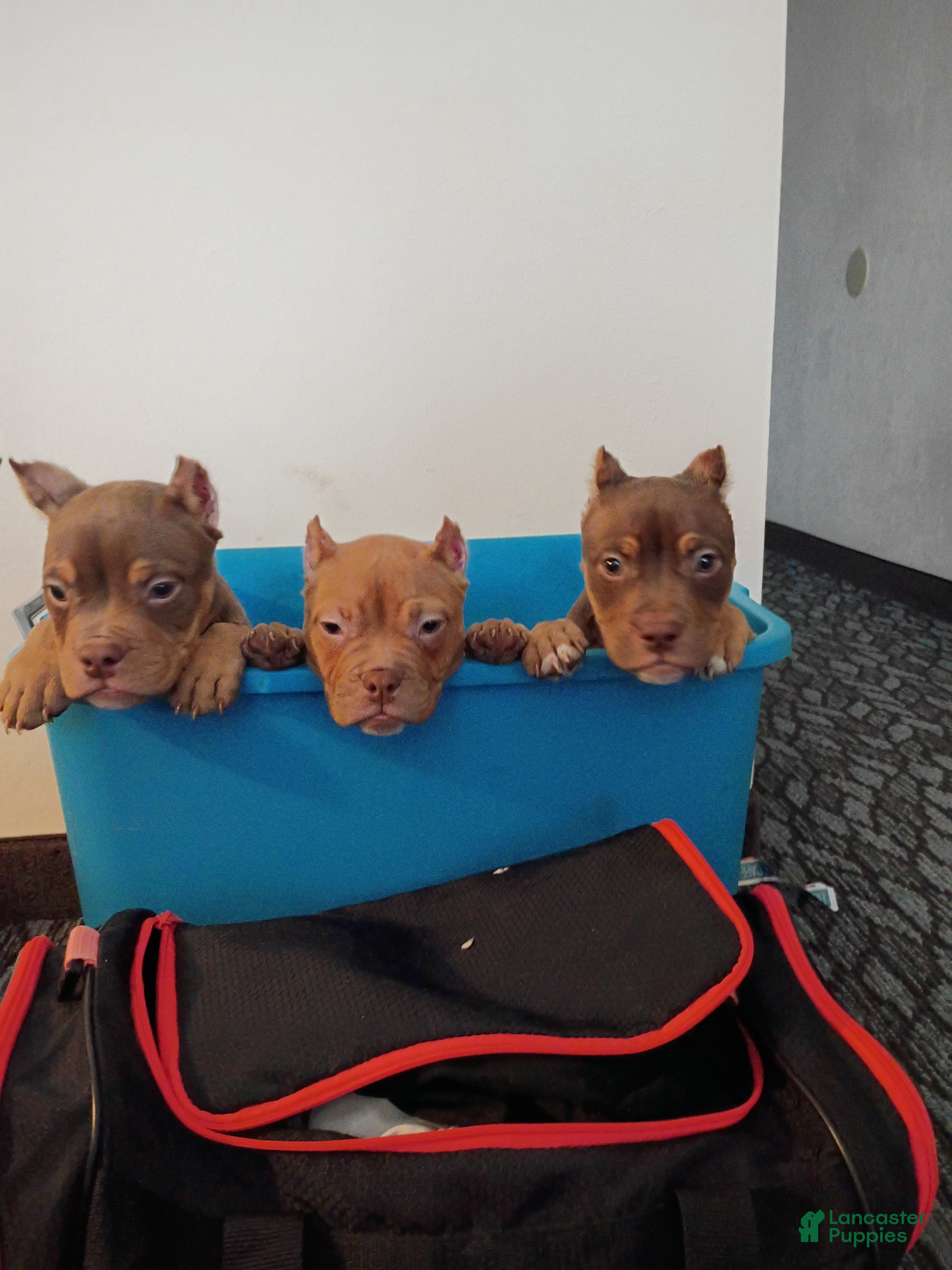 American Bully dogs for sale: American Bully Puppy 3 - Ad 1