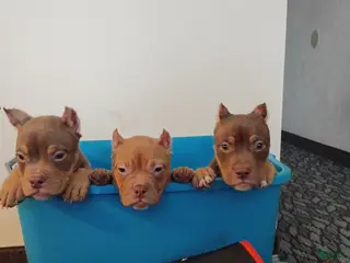 American Bully dogs for sale: American Bully Puppy 3 - Ad 1