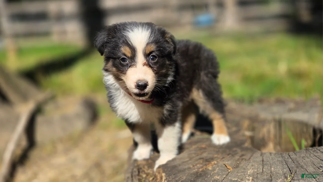 Australian Shepherd dogs for sale: Australian Shepherd Puppy "Zara" - Ad 2
