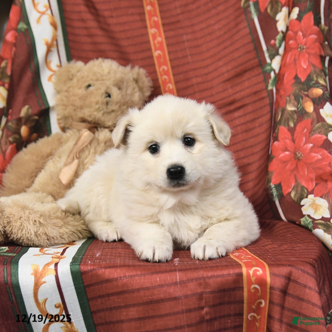 American Eskimo dogs for sale: Fluffball - Ad 5