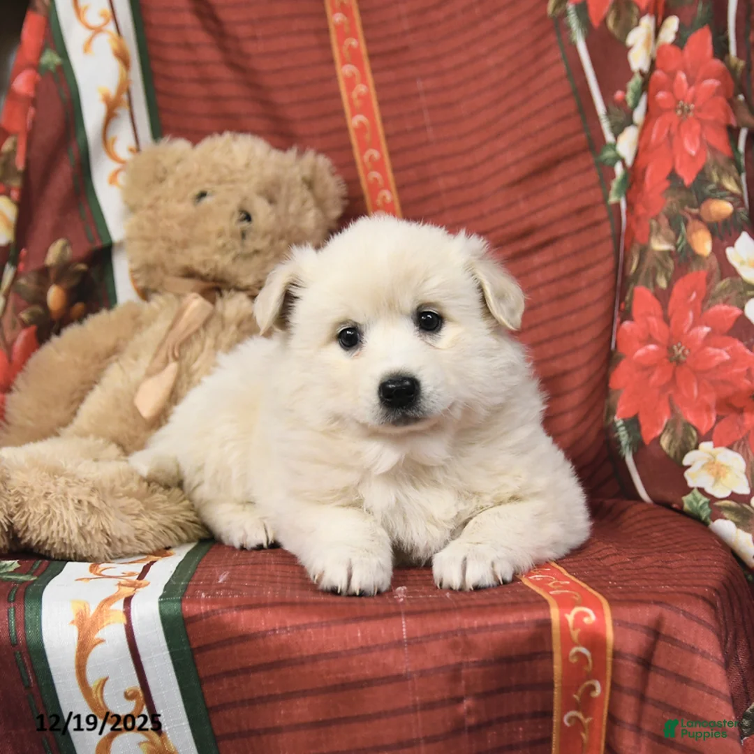 American Eskimo dogs for sale: Fluffball - Ad 5