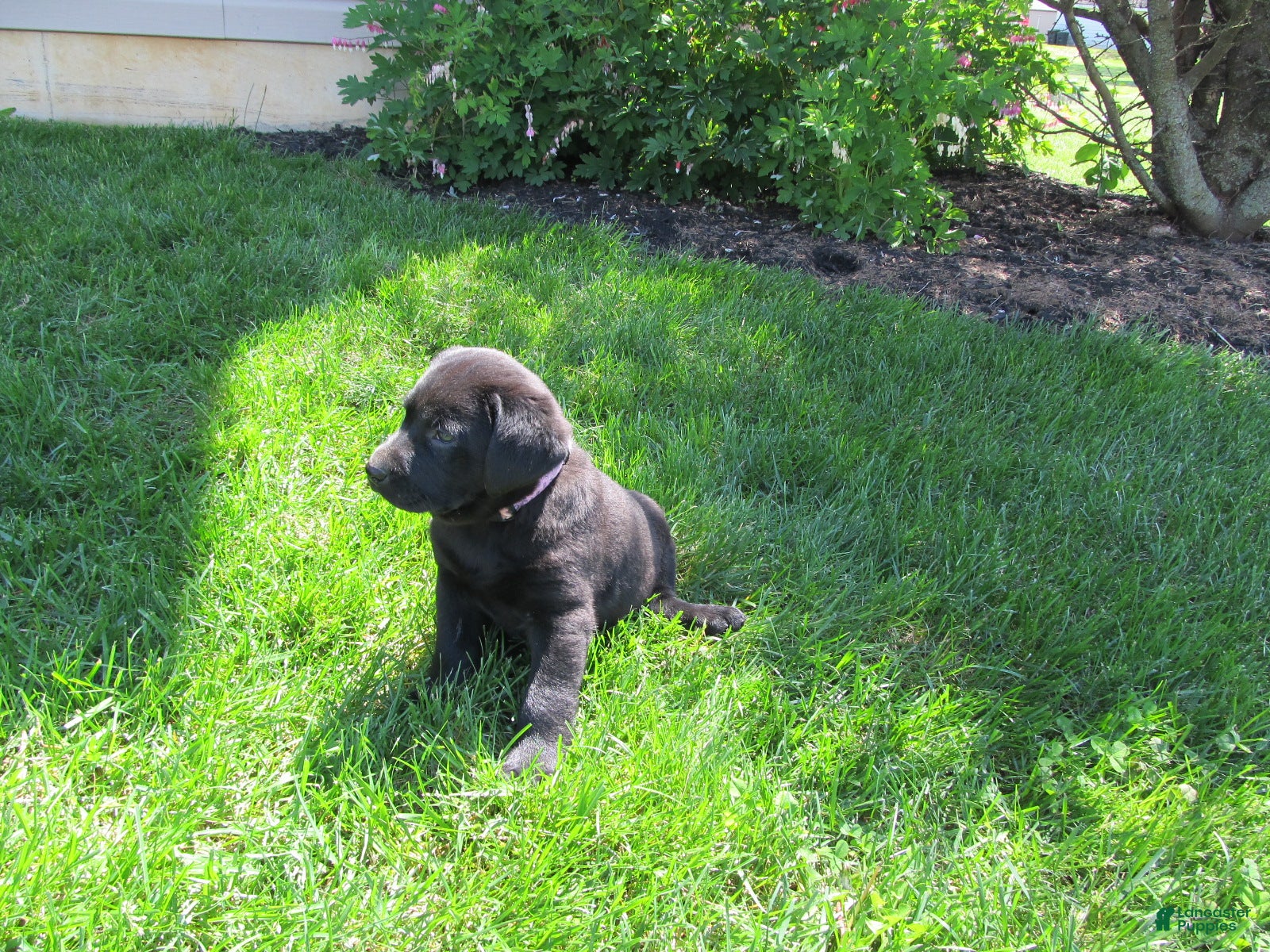Labrador Retriever dogs for sale: Labrador Retriever Puppy 4 - Ad 1