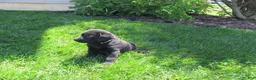 Labrador Retriever dogs for sale: Labrador Retriever Puppy 4 - Ad 1