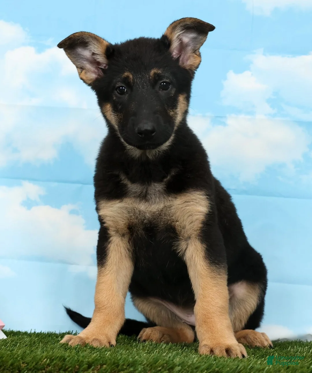German Shepherd dogs for sale: Willow - Ad 2