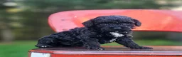 Mini Bernedoodle dogs for sale: Midnight  - Ad 7