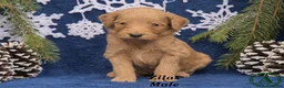 Mini Goldendoodle dogs for sale: Zilas - Ad 1