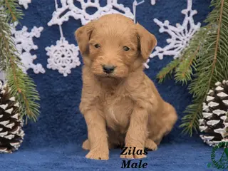 Mini Goldendoodle dogs Zilas - Ad 41