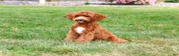 Cavapoo dogs for sale: Illius - Ad 3