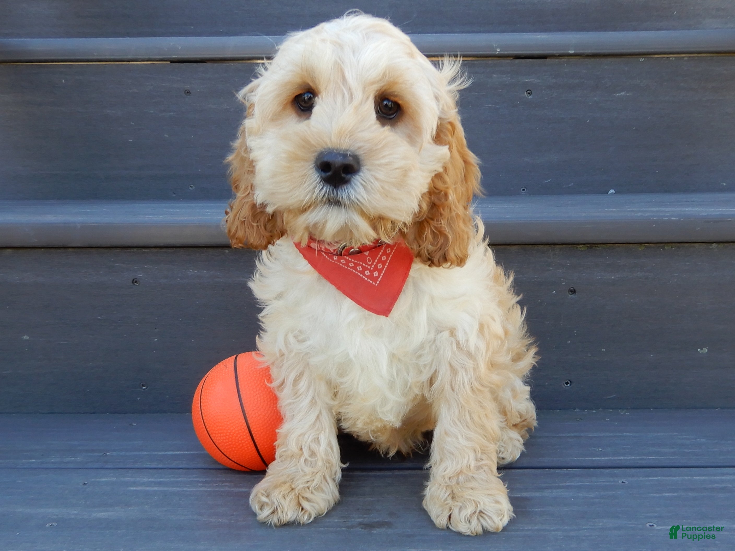 Cockapoo dogs Shawn - Ad 2