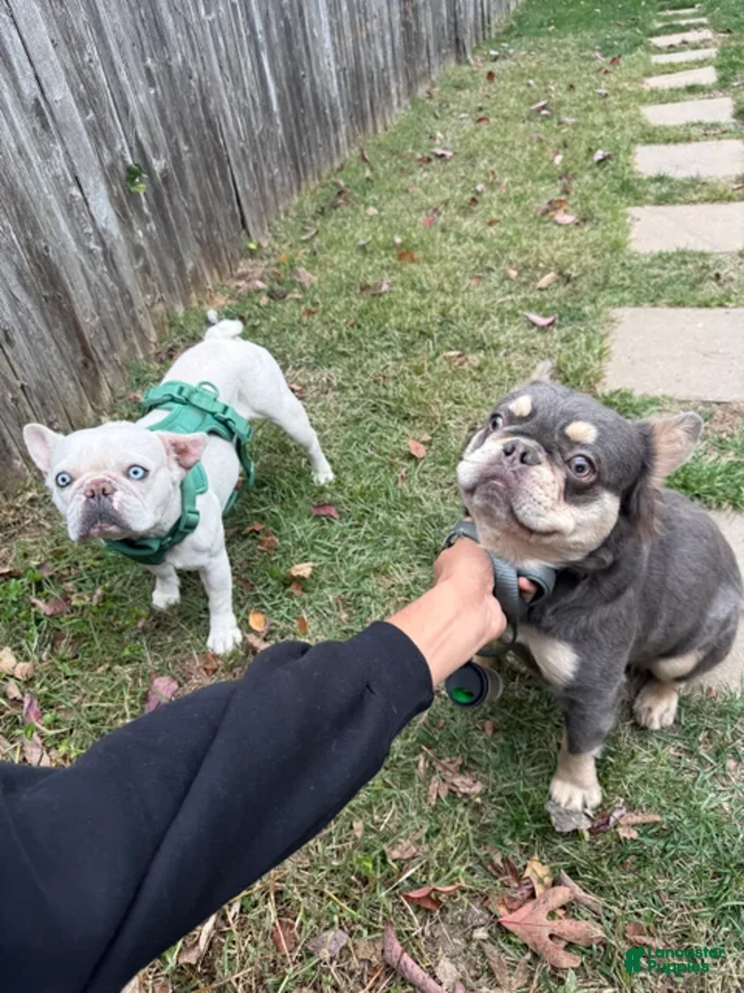 French Bulldog dogs for sale: Ghosty - Ad 4