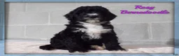 Bernedoodle dogs for sale: Rosy - Ad 1