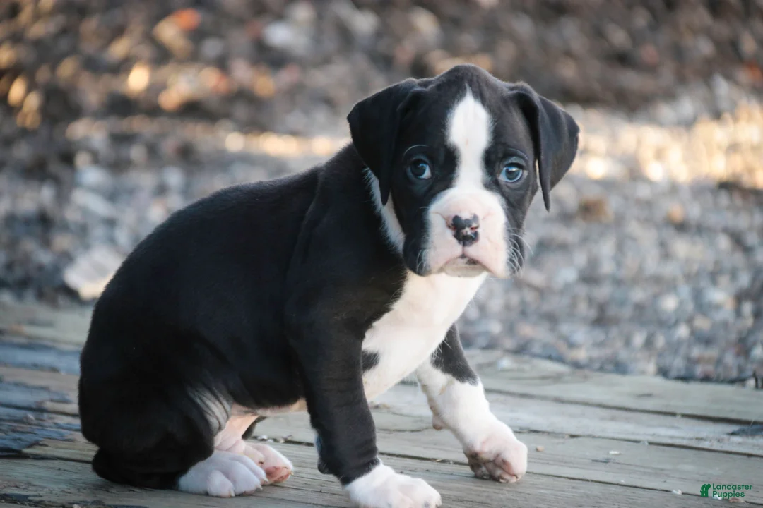 Boxer dogs for sale: Otis - Ad 2