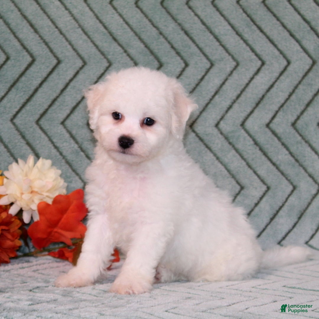 Bichon Frise dogs for sale: Uncle - Ad 2