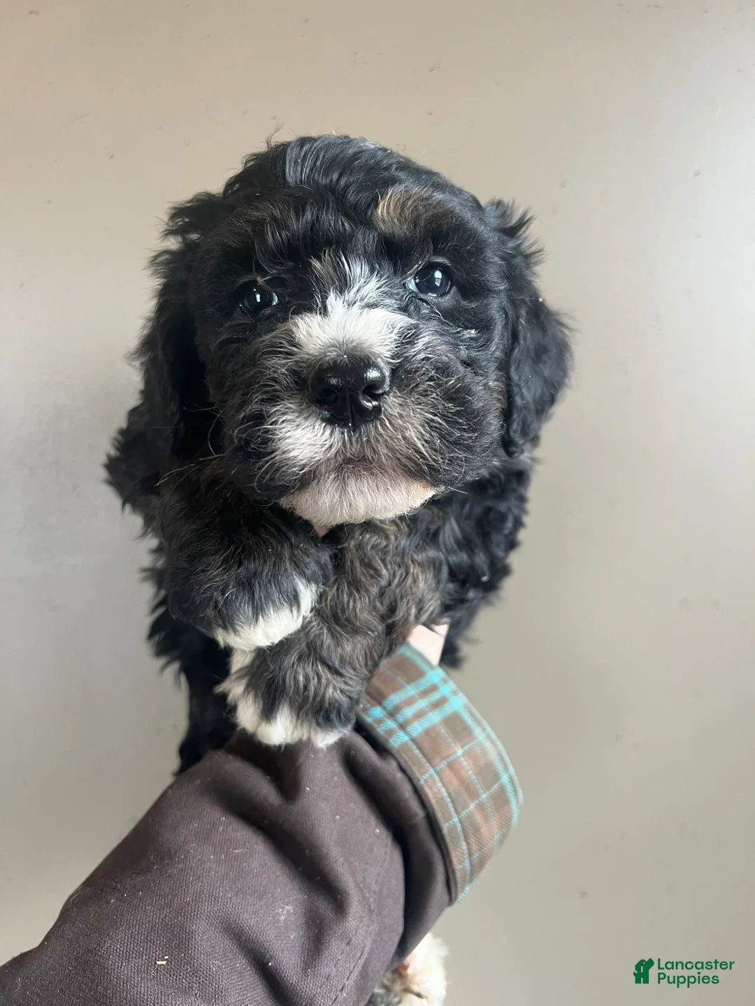 Bernedoodle dogs for sale: Bernedoodle Puppy 1 - Ad 2