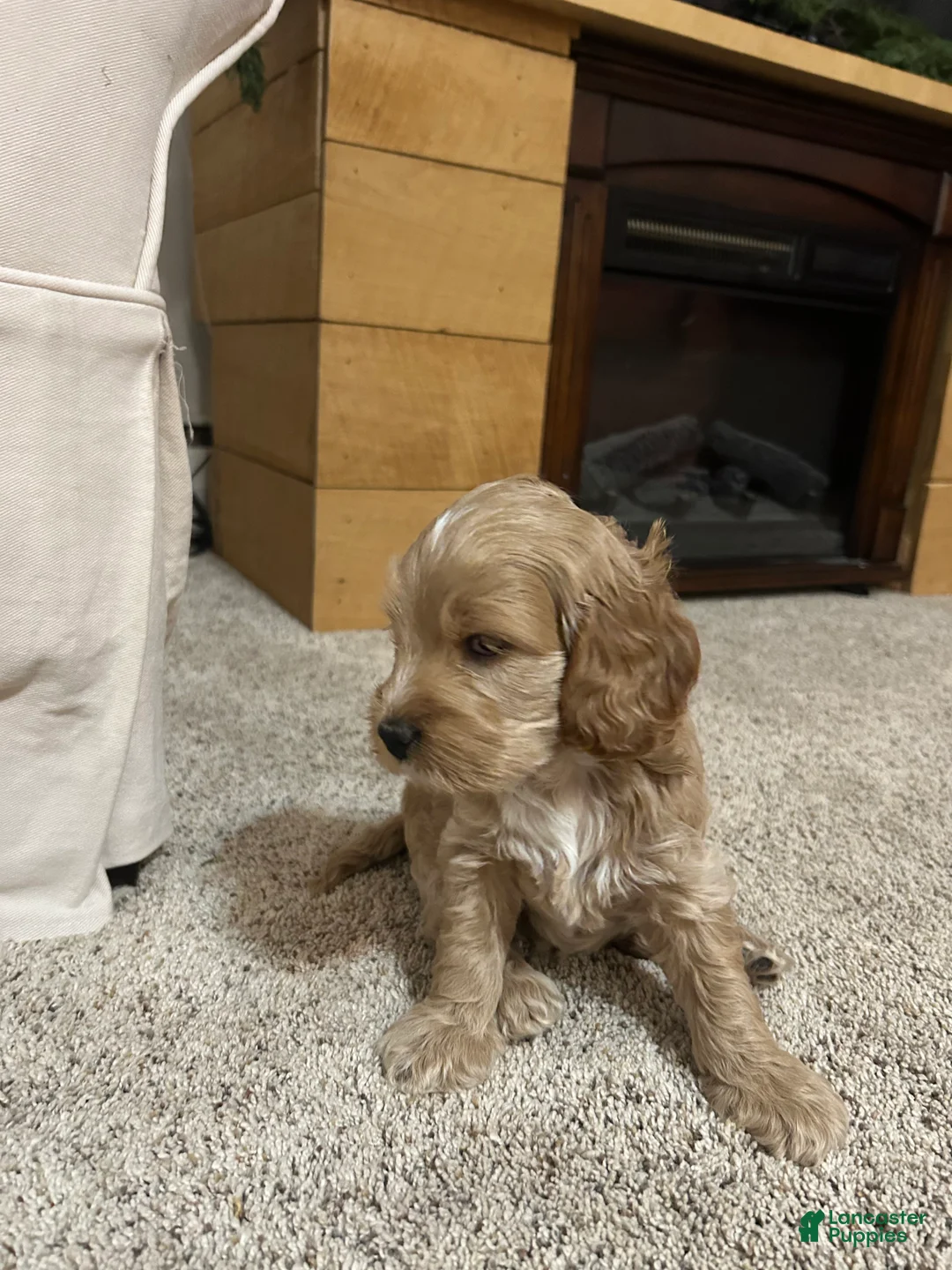 Cockapoo dogs for sale: Chip  - Ad 9