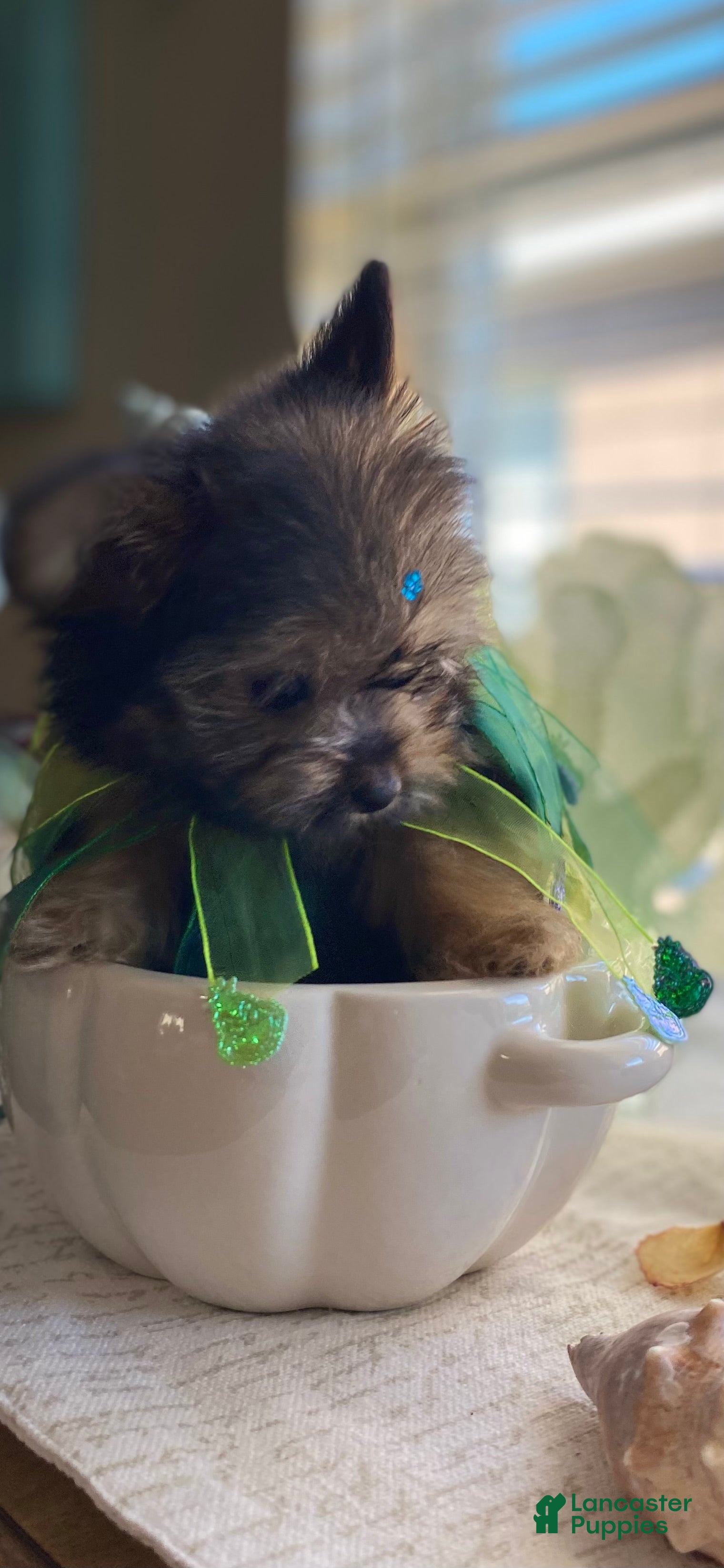 Shorkie dogs Shorkie Puppy 3 - Ad 3