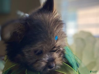 Shorkie dogs Shorkie Puppy 3 - Ad 3