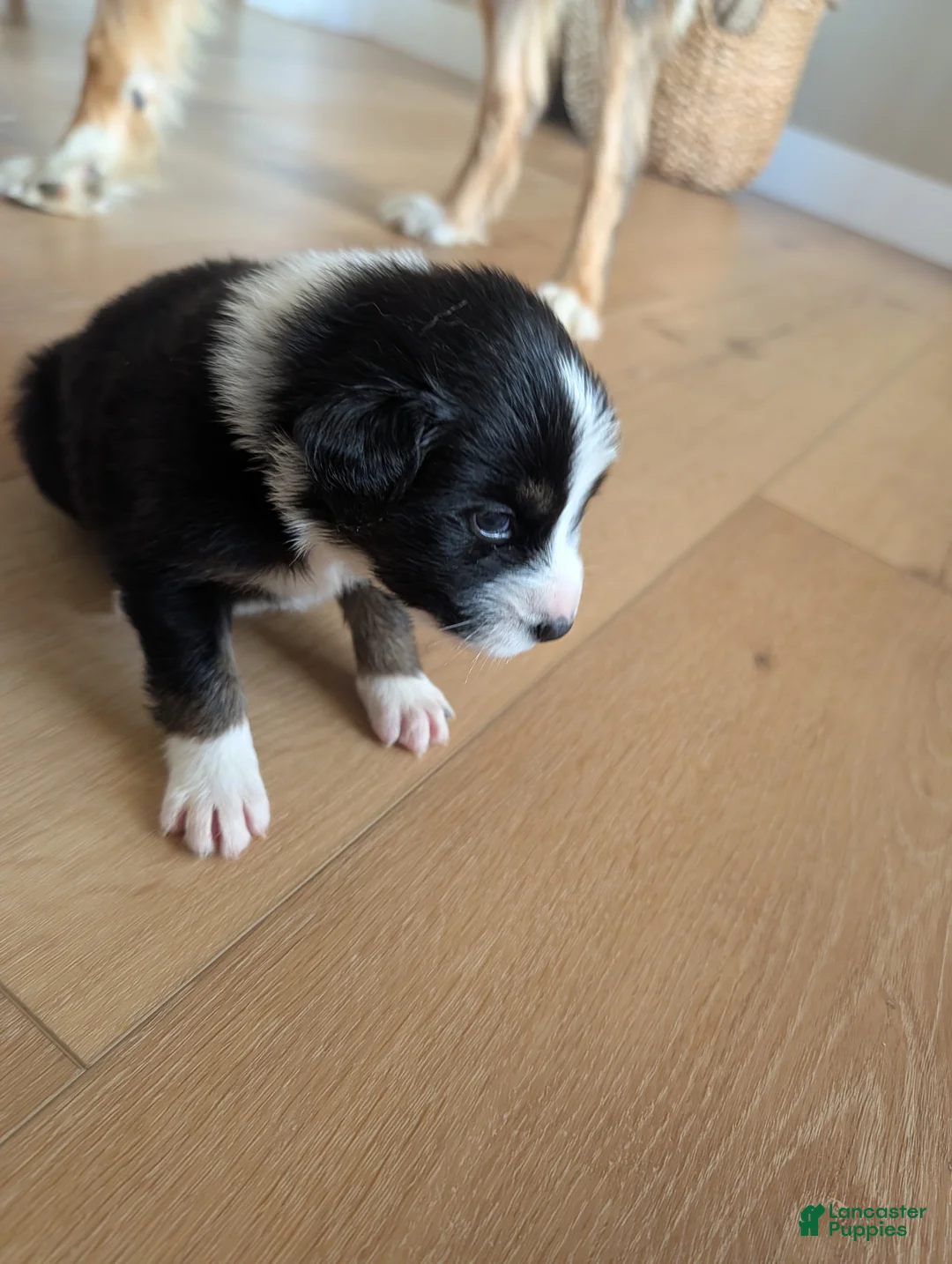 Australian Shepherd dogs for sale: Cherry: Black Tri Color Standard Australian Shepherd  - Ad 2