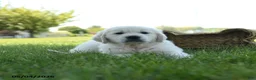 Golden Retriever dogs for sale: Landon - Ad 3