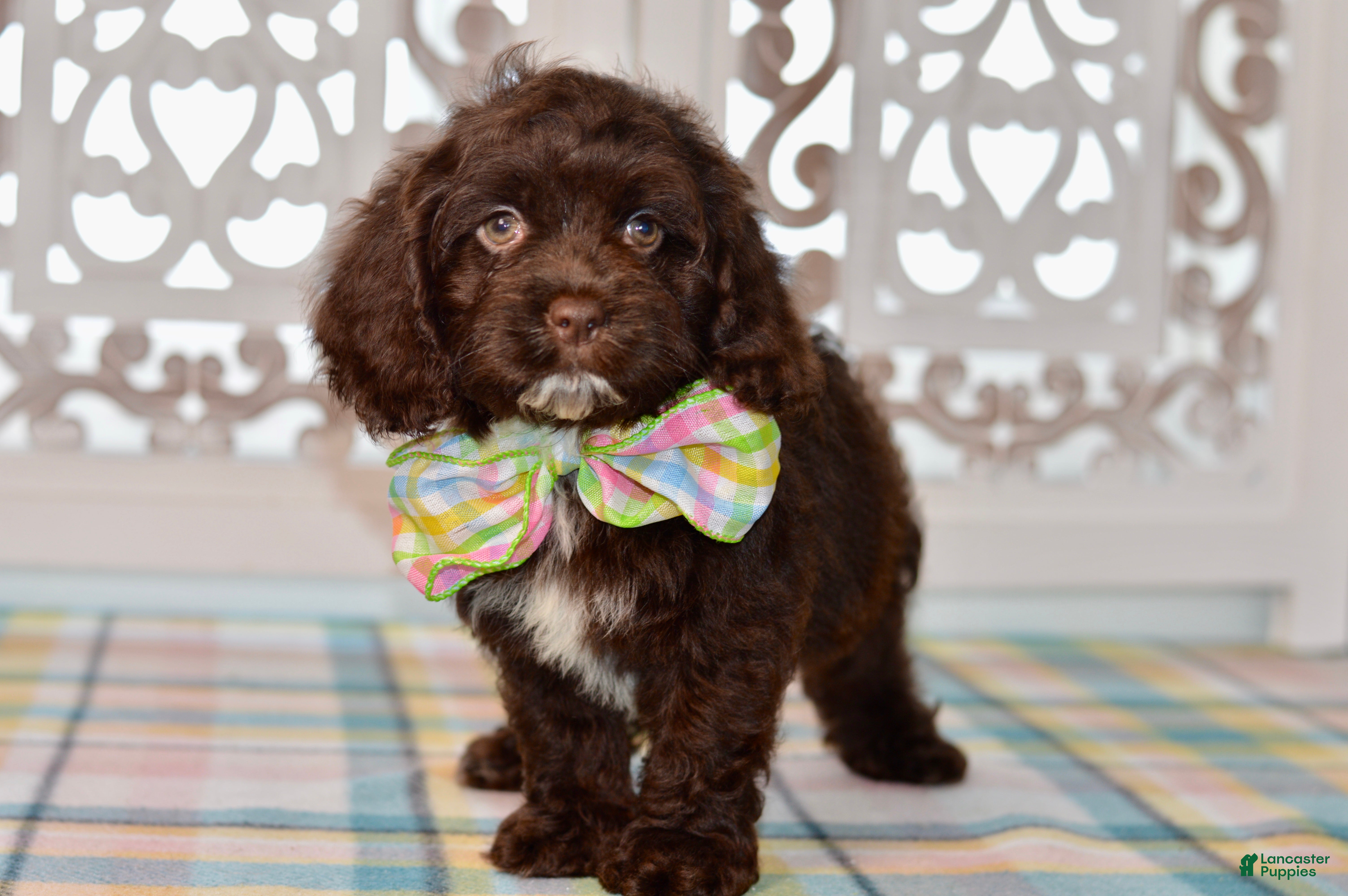 Cockapoo dogs Claudia - Ad 2
