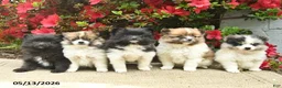 Pomeranian dogs for sale: Bluebell  - Ad 5