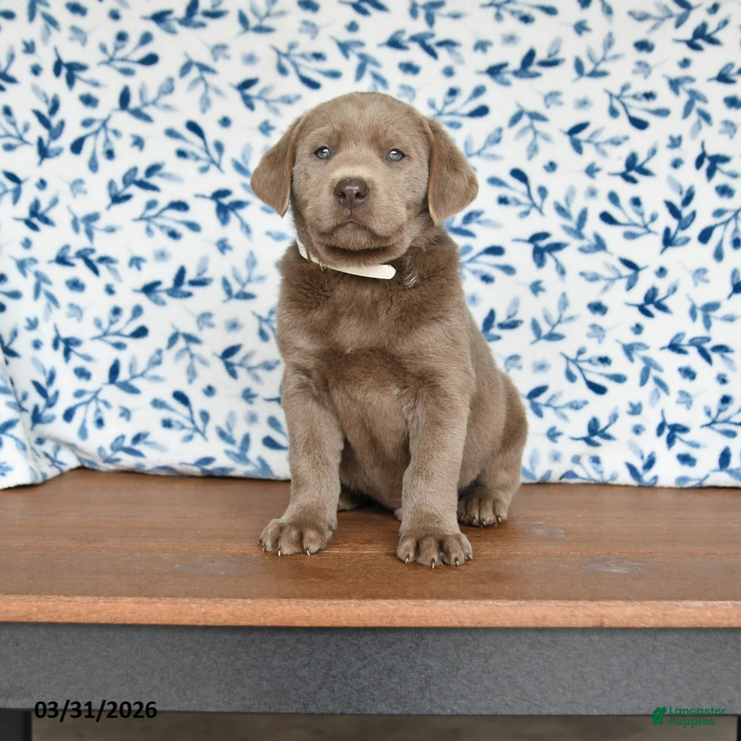 Labrador Retriever dogs for sale: Gunner - Ad 1