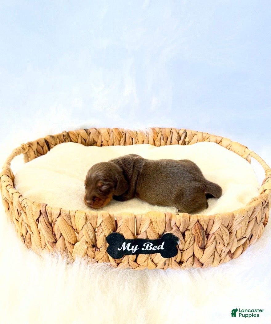 Miniature Dachshund dogs for sale: AKC Slinky - Ad 2