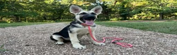 German Shepherd dogs for sale: Meadow - Ad 2