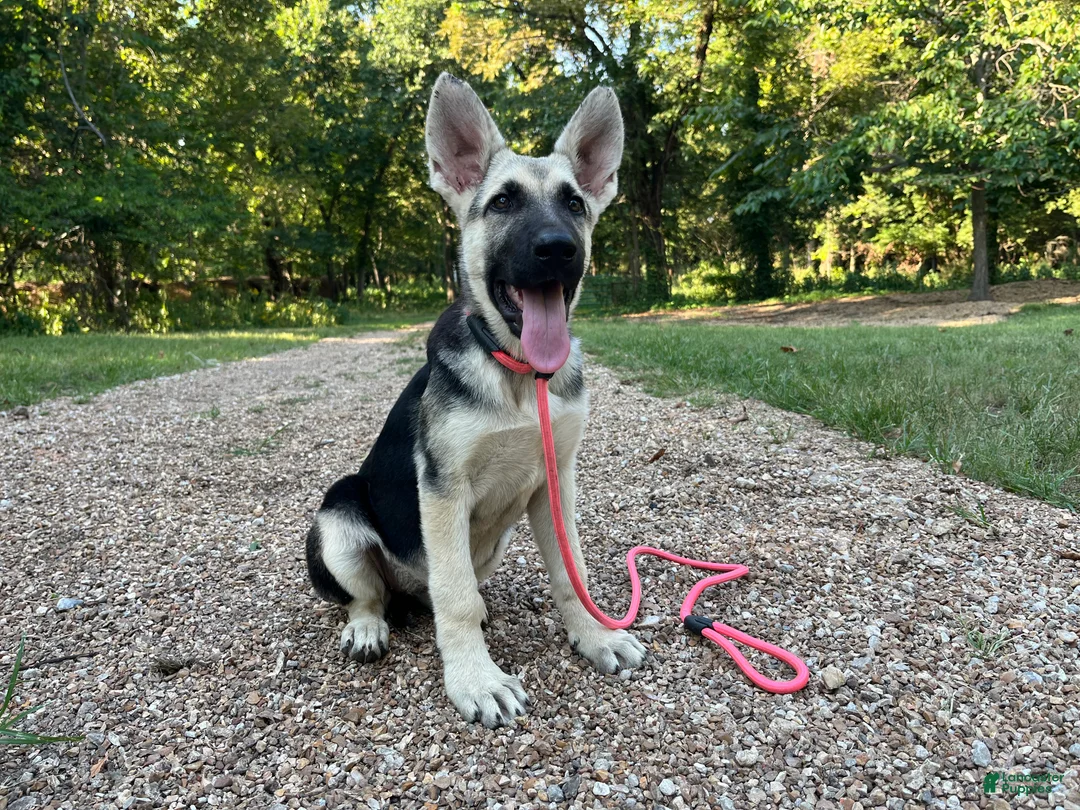 German Shepherd dogs for sale: Meadow - Ad 2