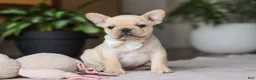 French Bulldog dogs for sale: Archie - Ad 3