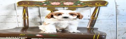 Cavapoo dogs for sale: Rex - Ad 3